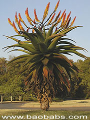 Aloe spectabilis